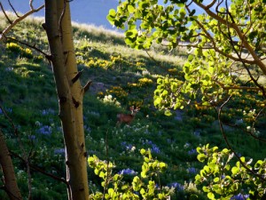 crested butte real estate newsletters