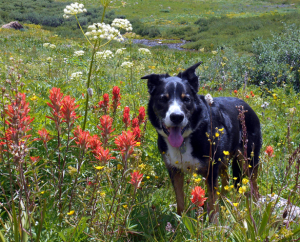 dogs in crested butte